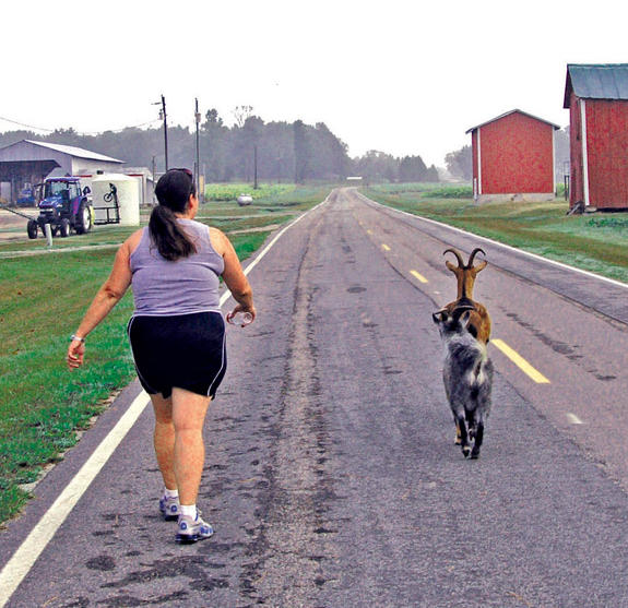 Early-morning goat gallop
